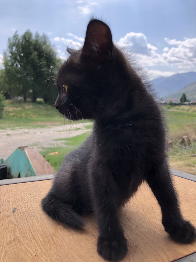 Котята бесплатно