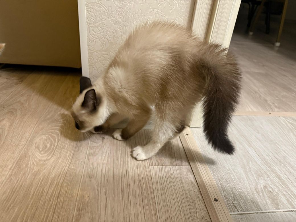 Отдам котенка в добрые руки