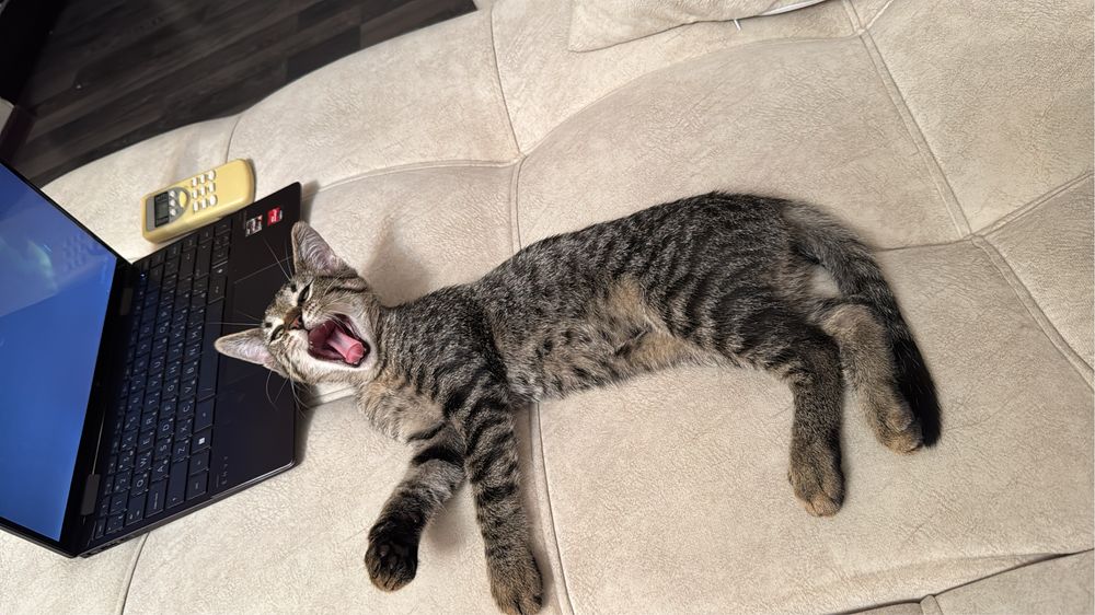 Отдам котят бесплатно