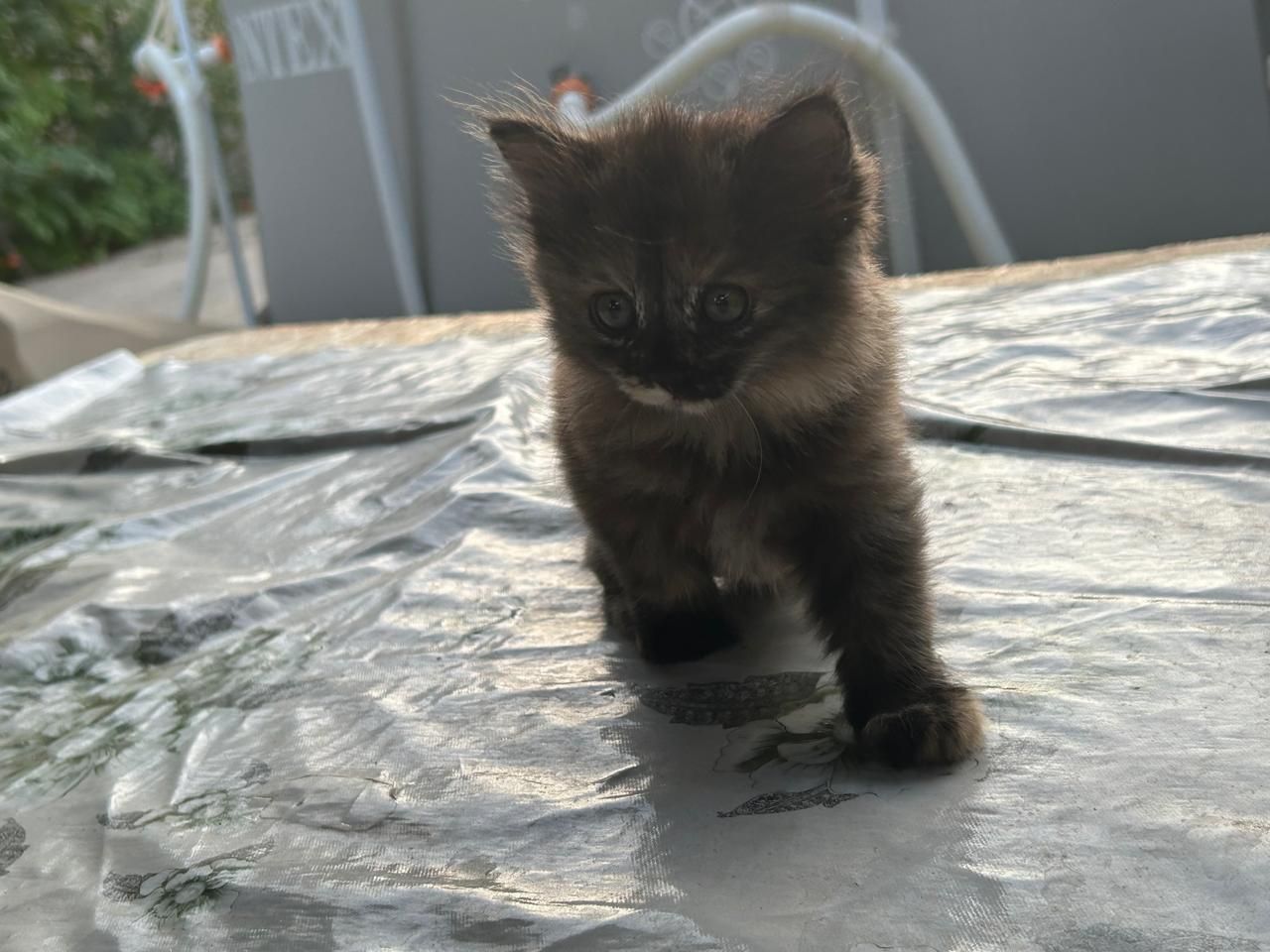 Котёнок ласковый.