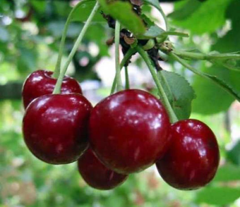 Продам домашнюю вишню!