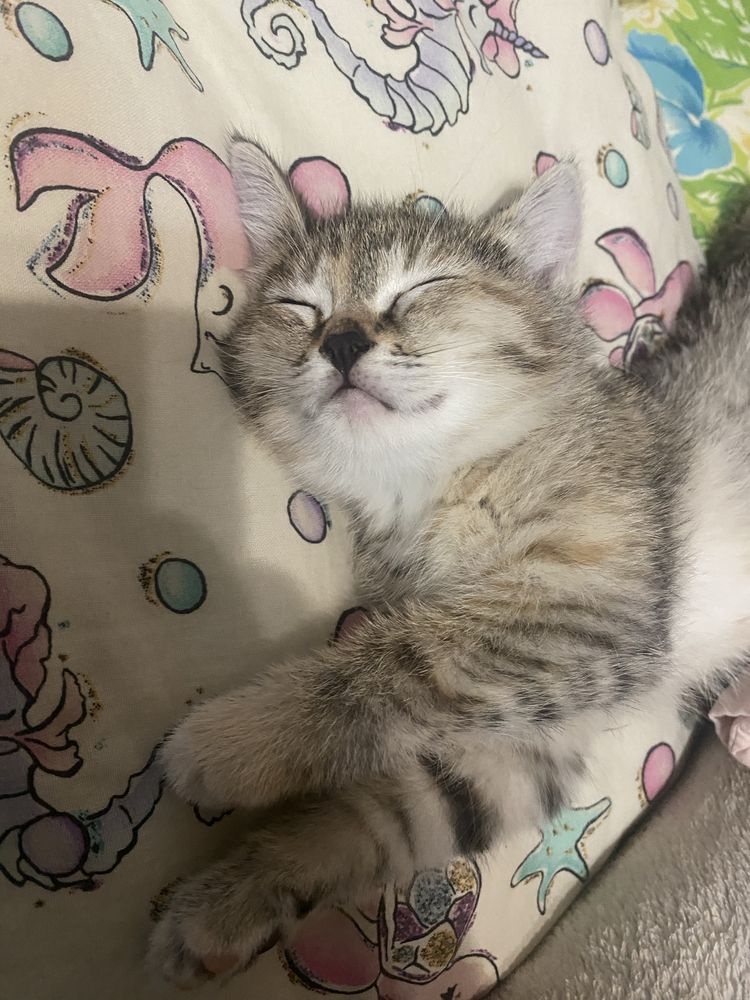 Отдам котят в добрые руки