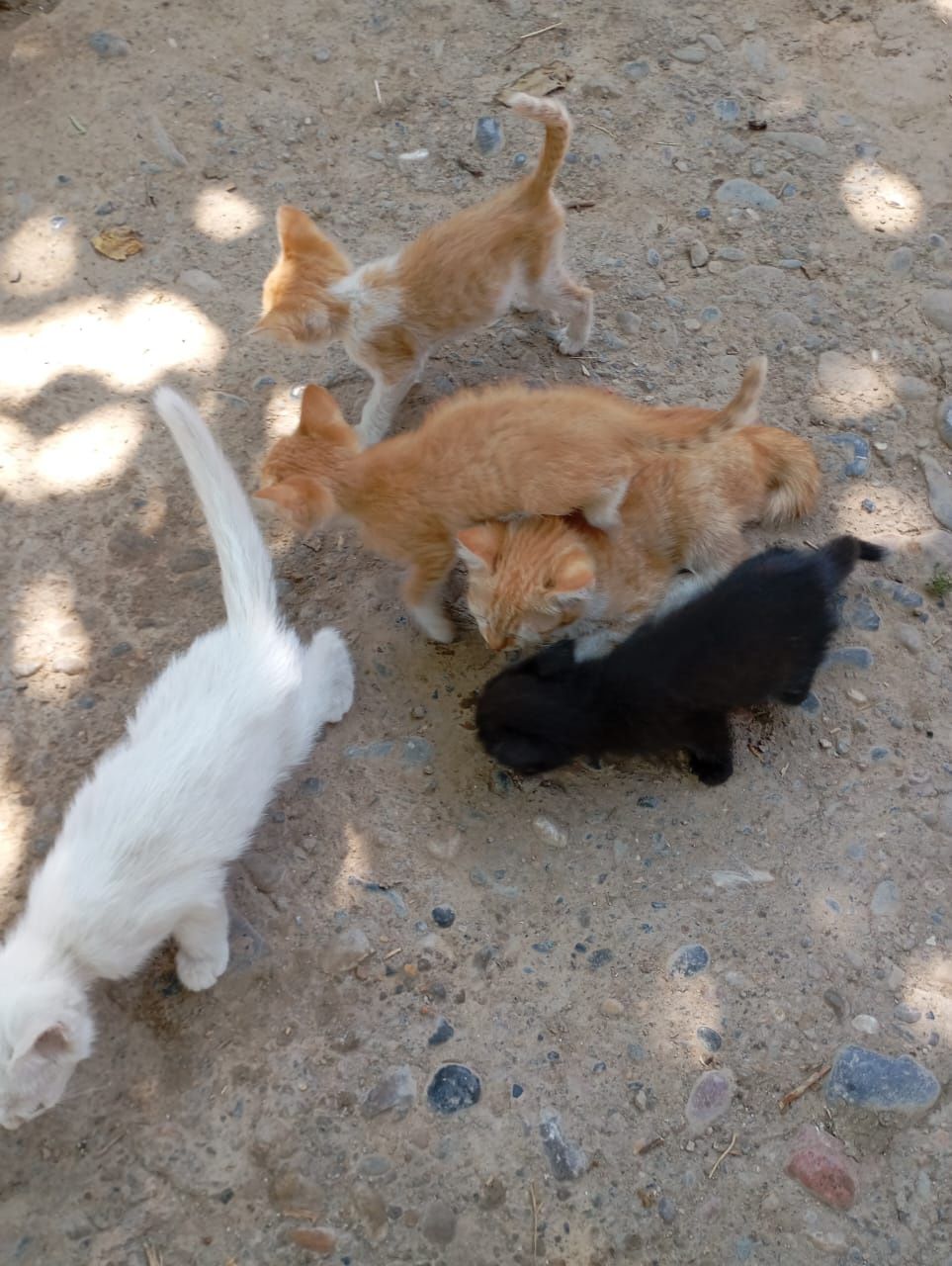 Котята домашние      .
