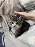 Отдам мальчика котенка в хорошие руки