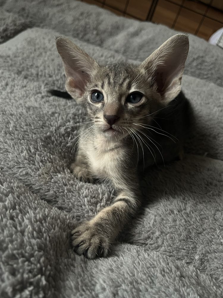 Ориентальные котята