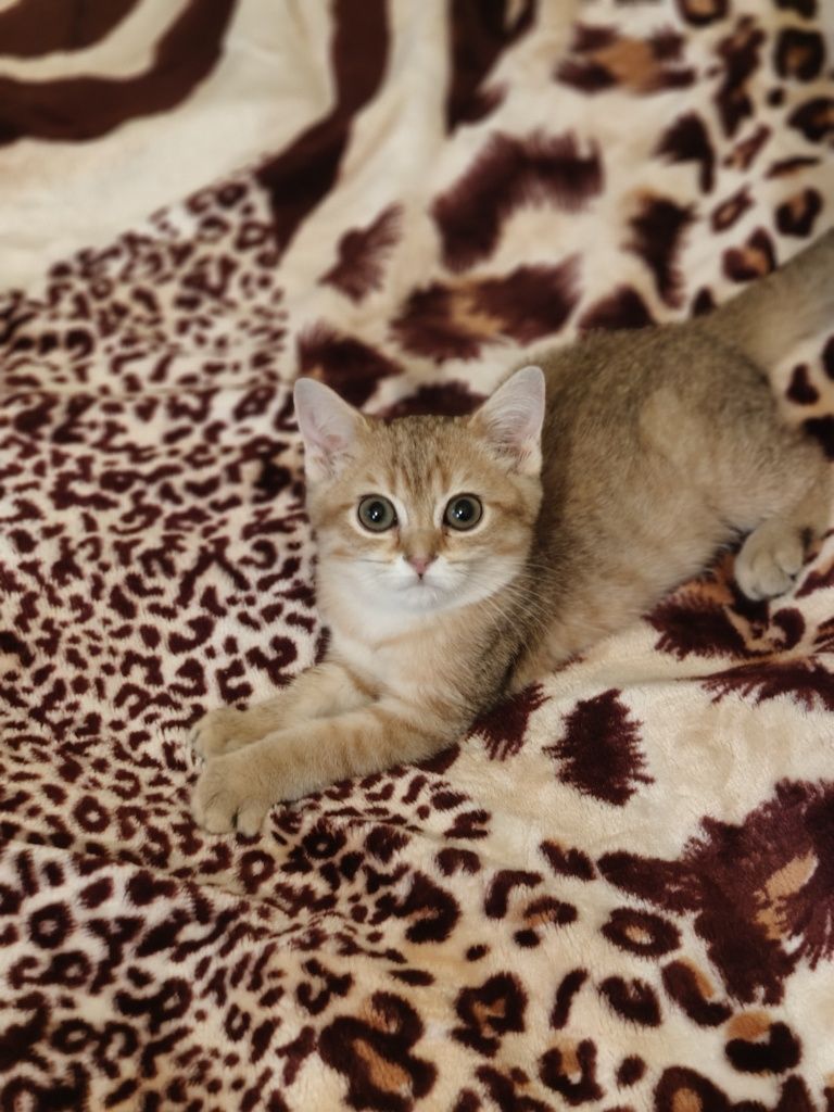 Шиншилла Котик ласковый 3 мес