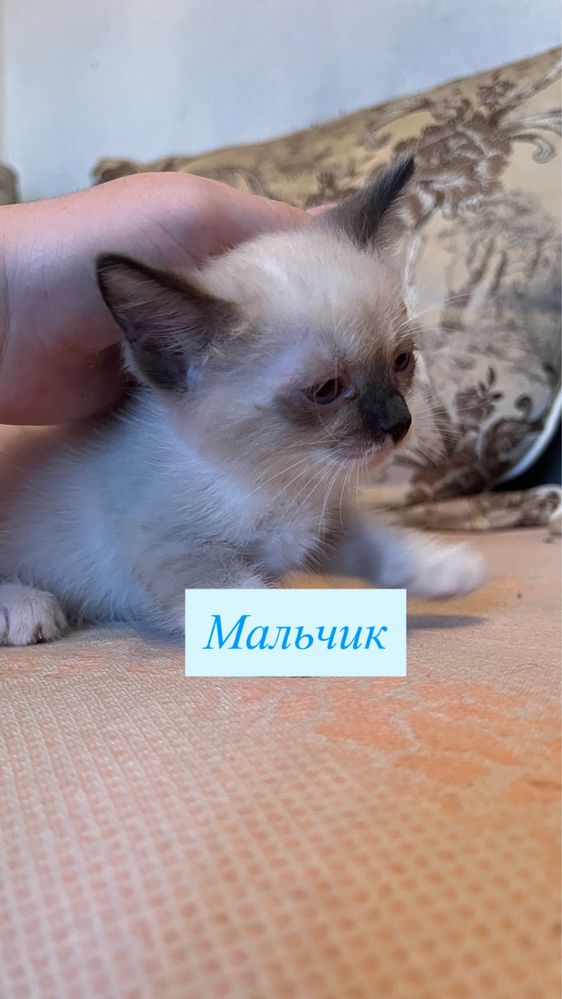 В хорошие руки!