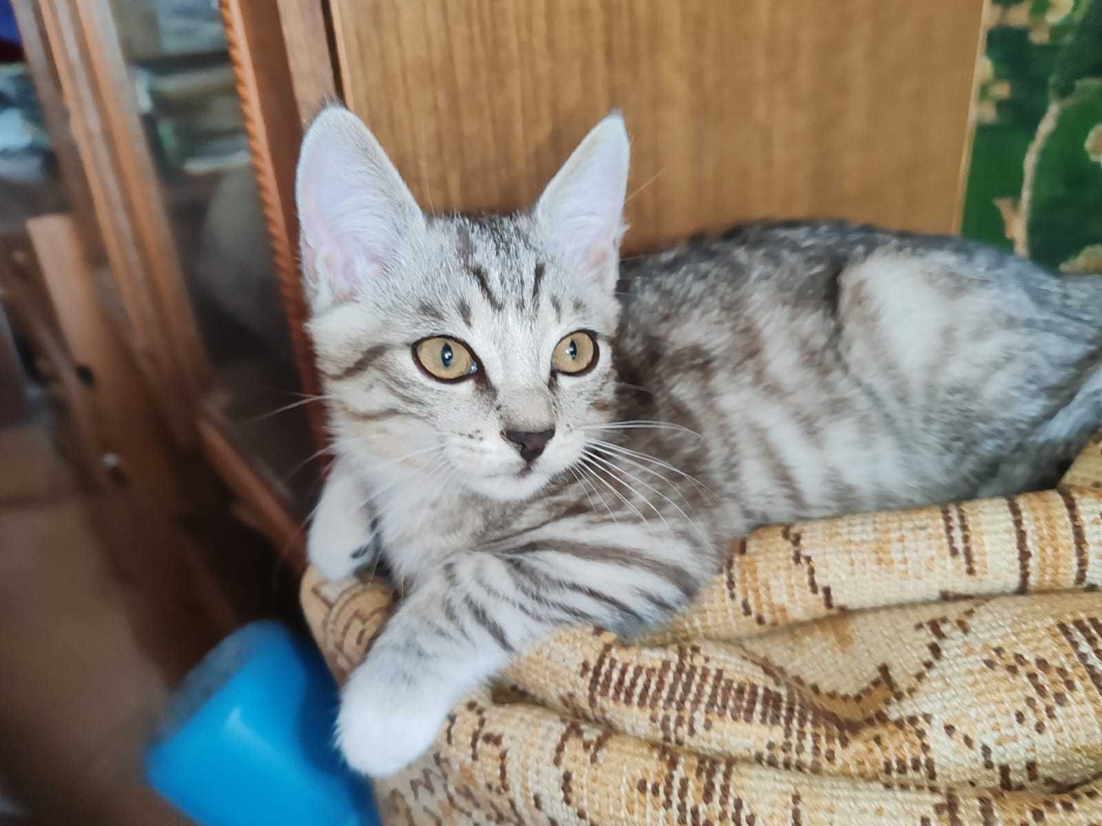 Отдам котят в добрые руки