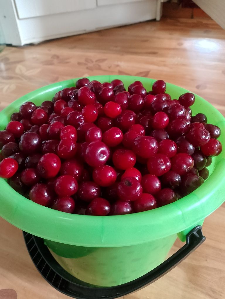 Продам домашнюю вишню