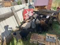 Продам торг есть срочно 22 шт баранов
