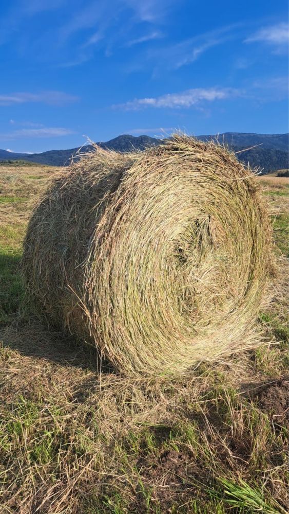 Продам тюкованное сено