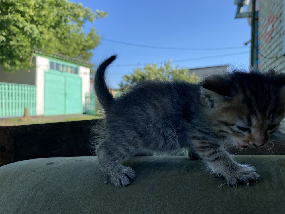 Отдам котят в добрые руки