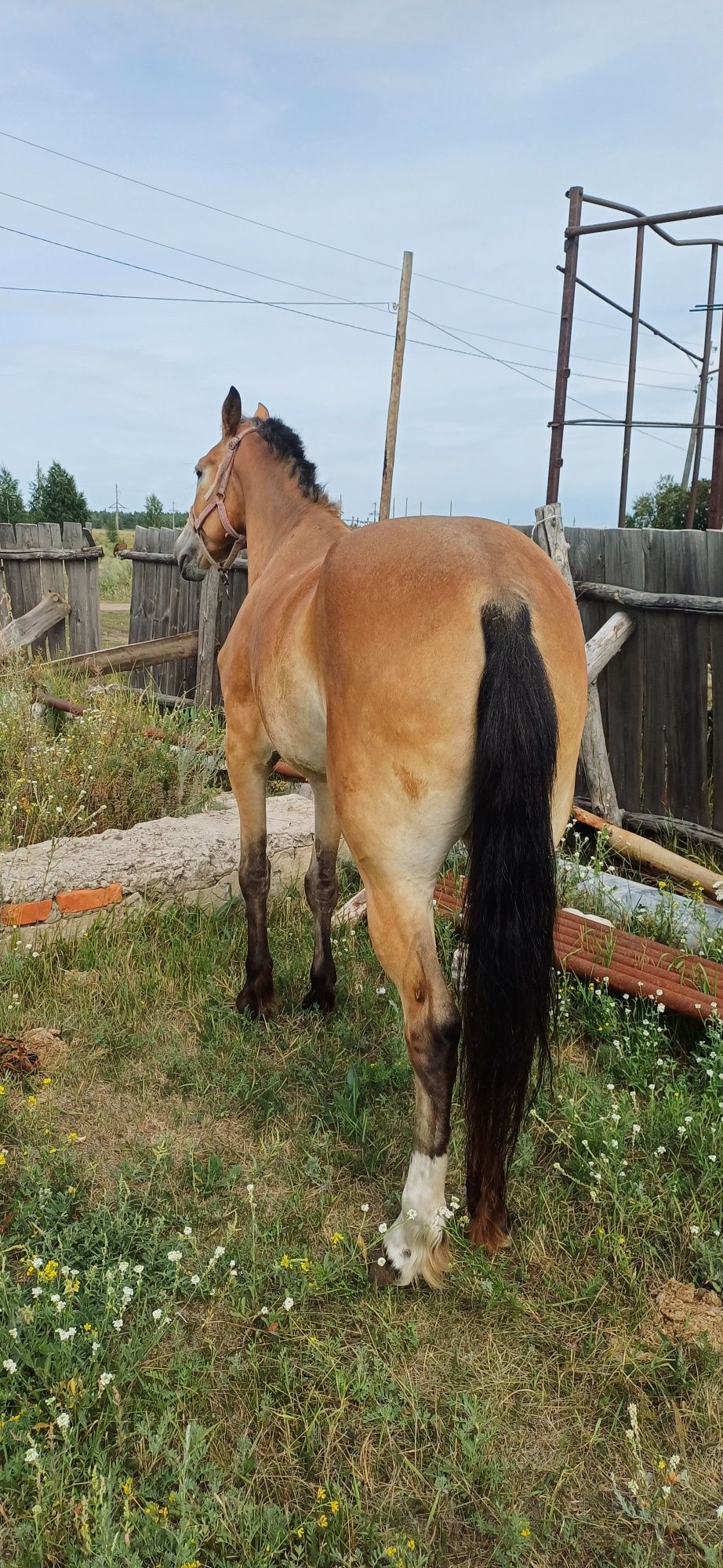 Продам  обученый  кобылу