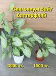 Сингониум- комнатные растения