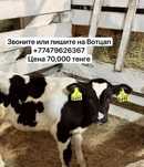 Продам телят с коровой и бычками