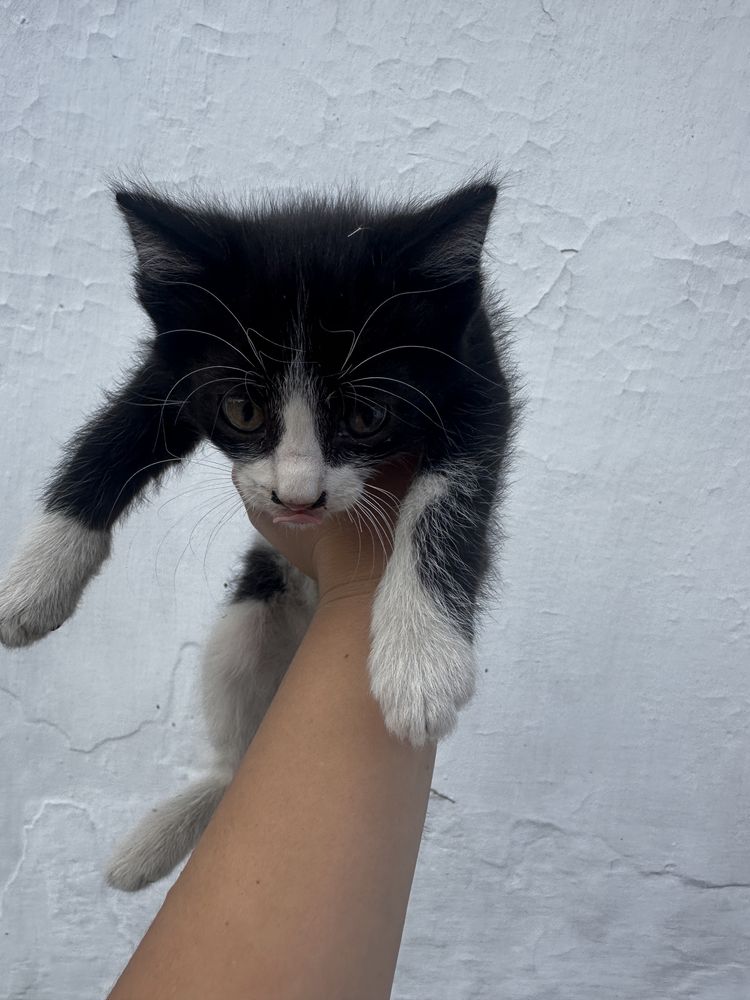 Котята милые и хорошие