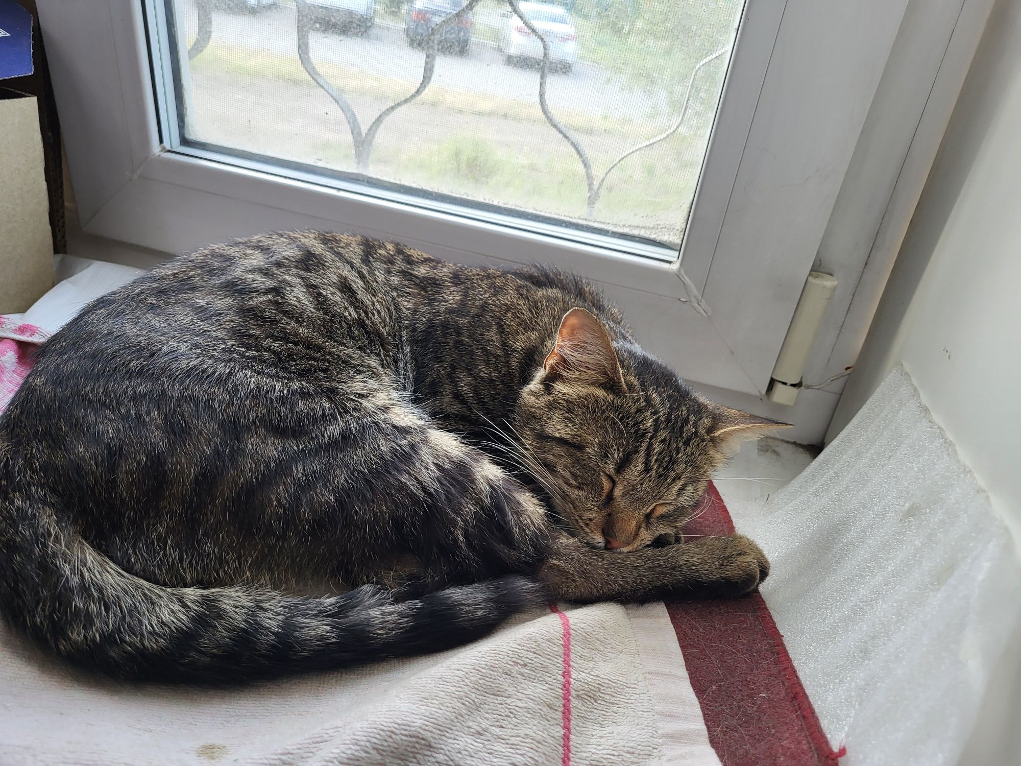 Кот в хорошие руки