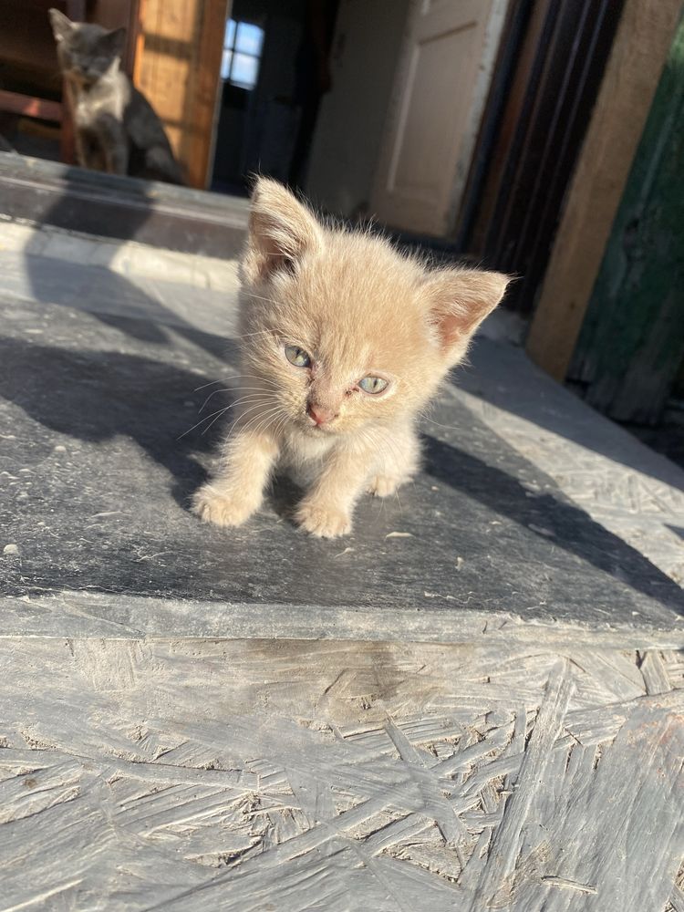 Отдам котят в хорошие руки