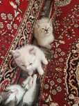 Отдам котят все мальчики,лоток знают,кушают всё!