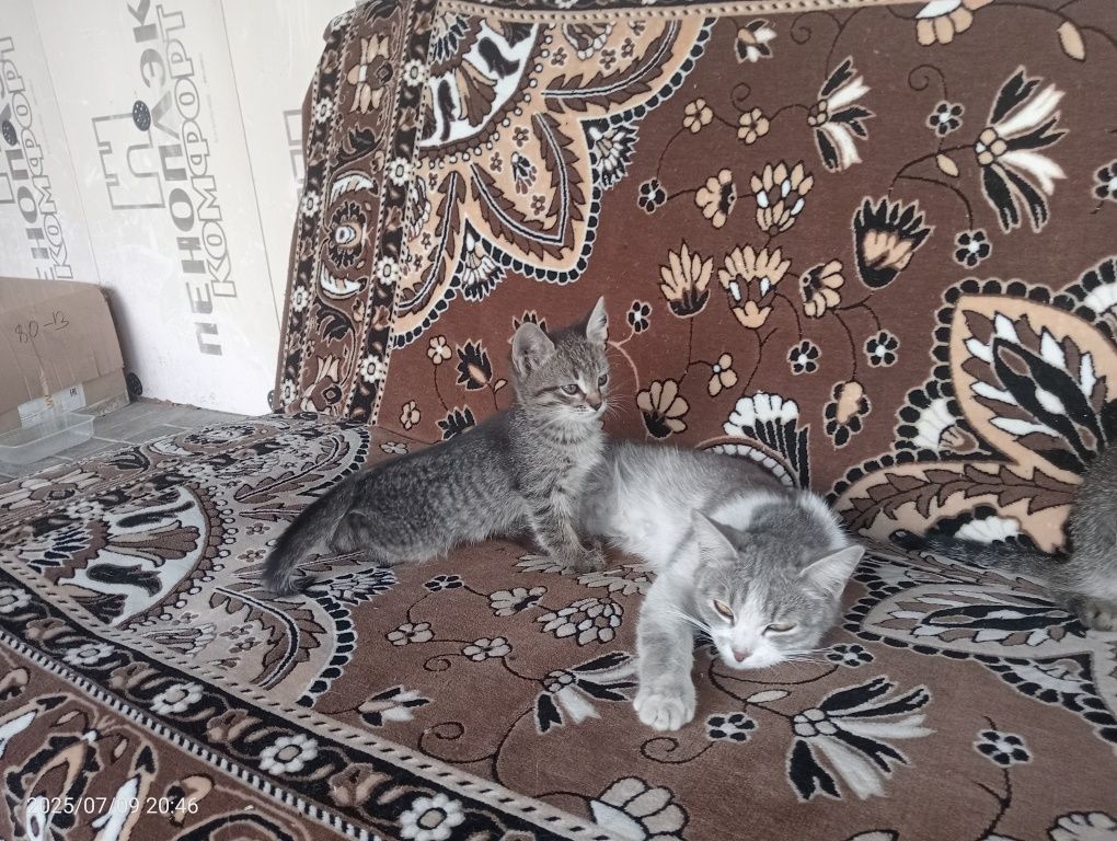 Отдам котят бесплатно.