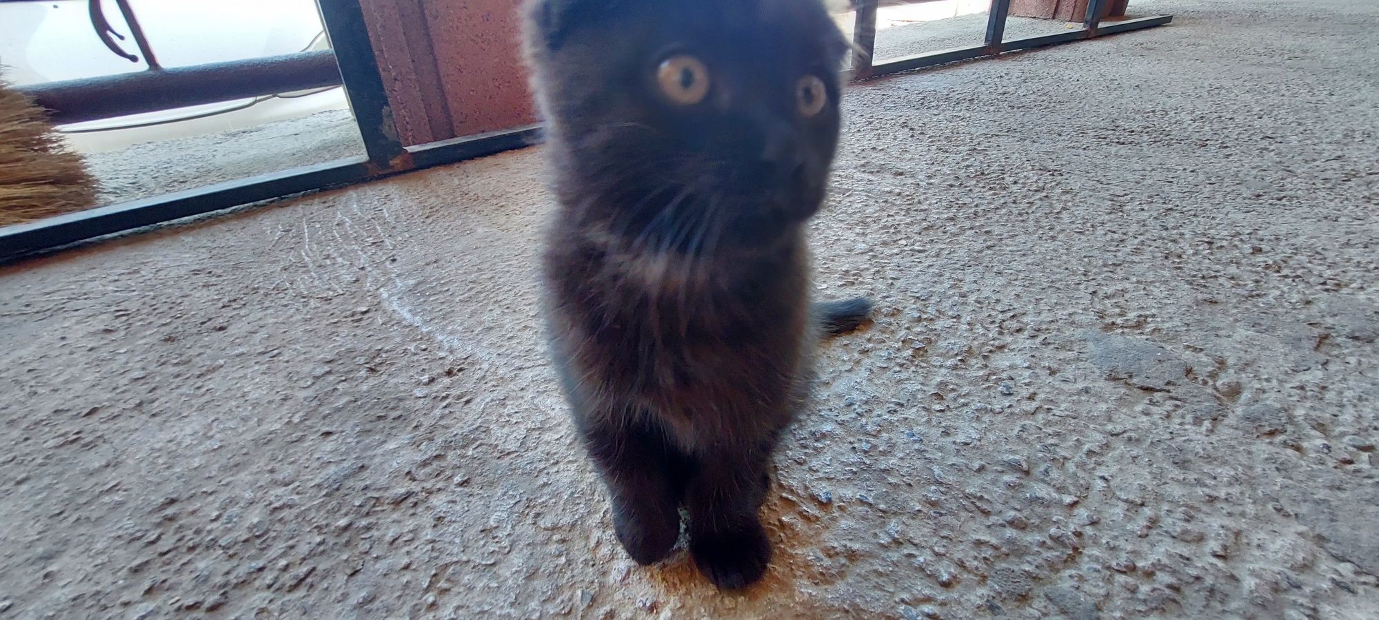 Котик  норвежская лесная и веслоухая