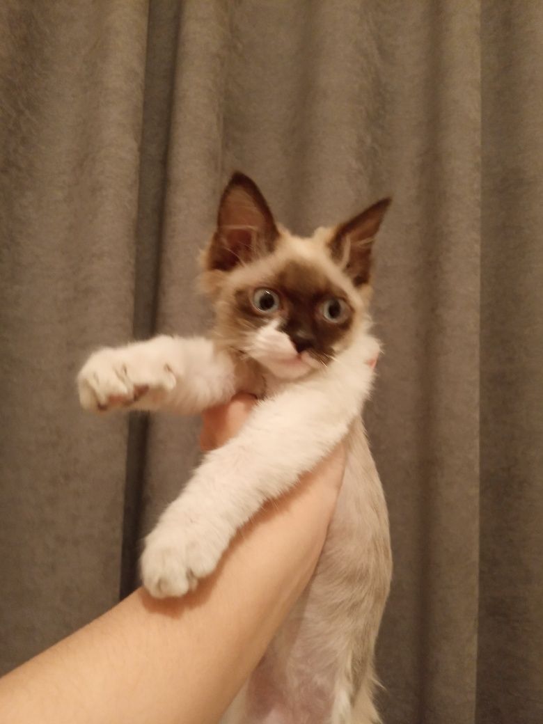 Отдам котенка в хорошие руки