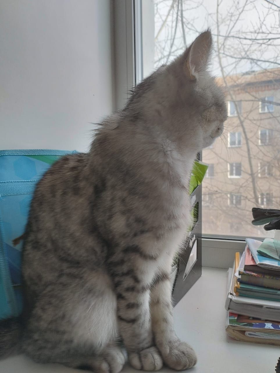 Отдам породистую кошку
