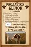 продам камолого бычка от крупной породы