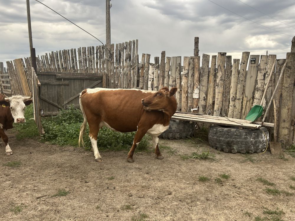 Продам хорошую дойную корову, 3 года. Телятся каждый год, доятся