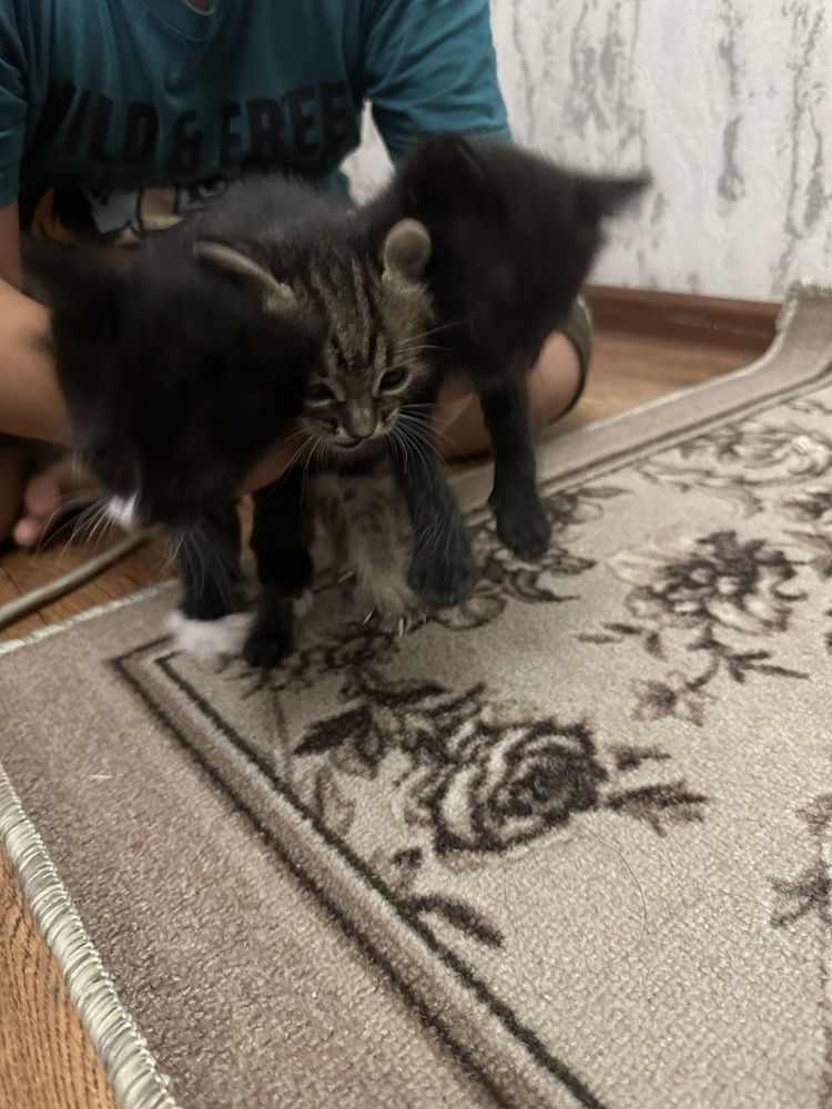 Отдам котят в добрые руки