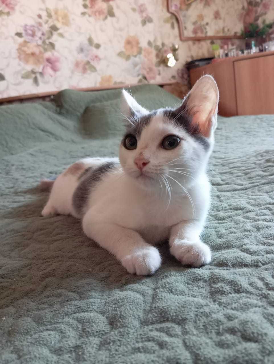 Котенок в новую семью