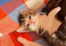 Котёнок девочка остальных разобрали