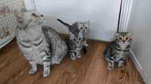 Шотландские котята, Скоттиш фолд и Скоттиш страйт
