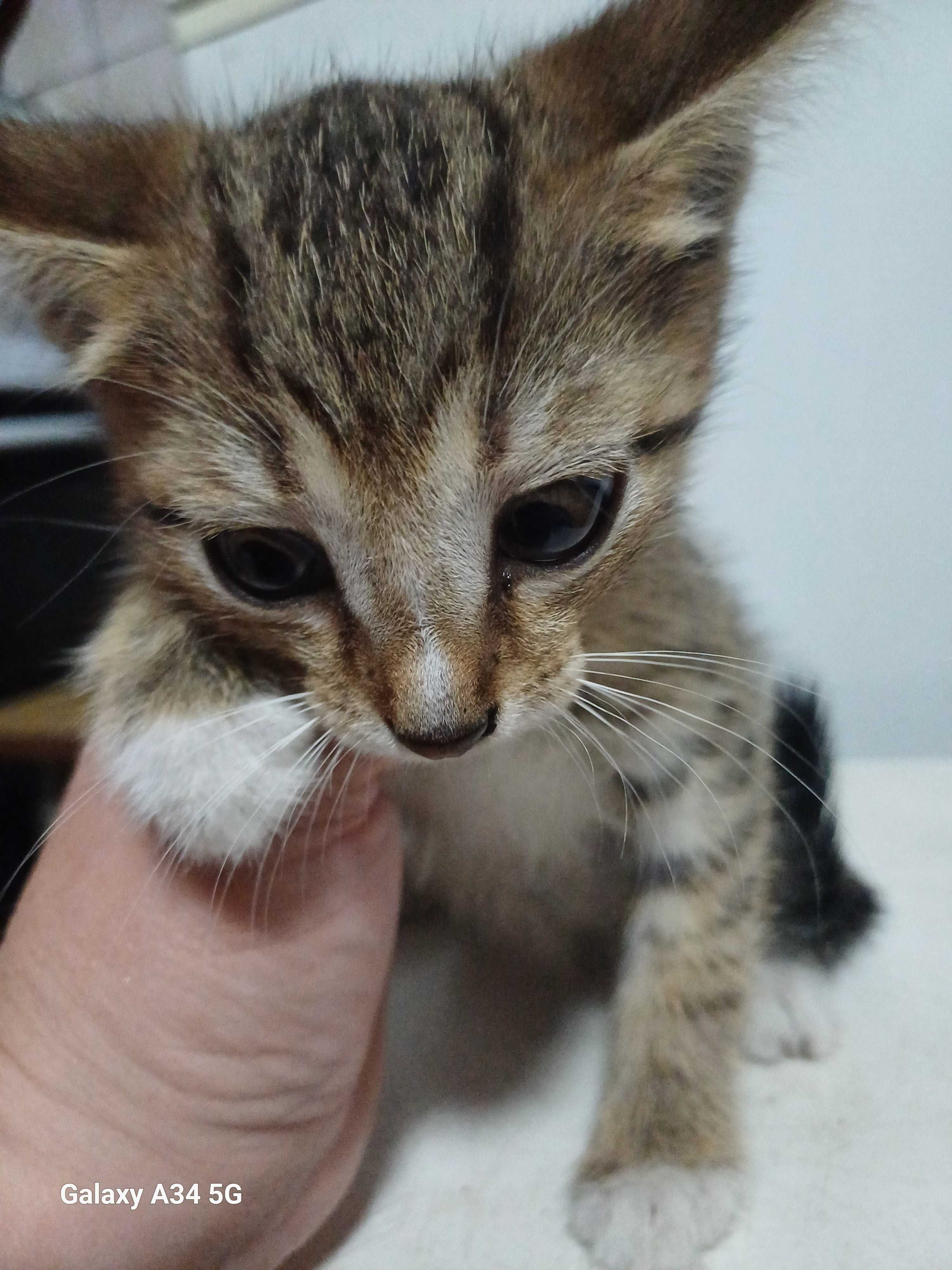 Отдам котят в хорошие руки. 3 месяца