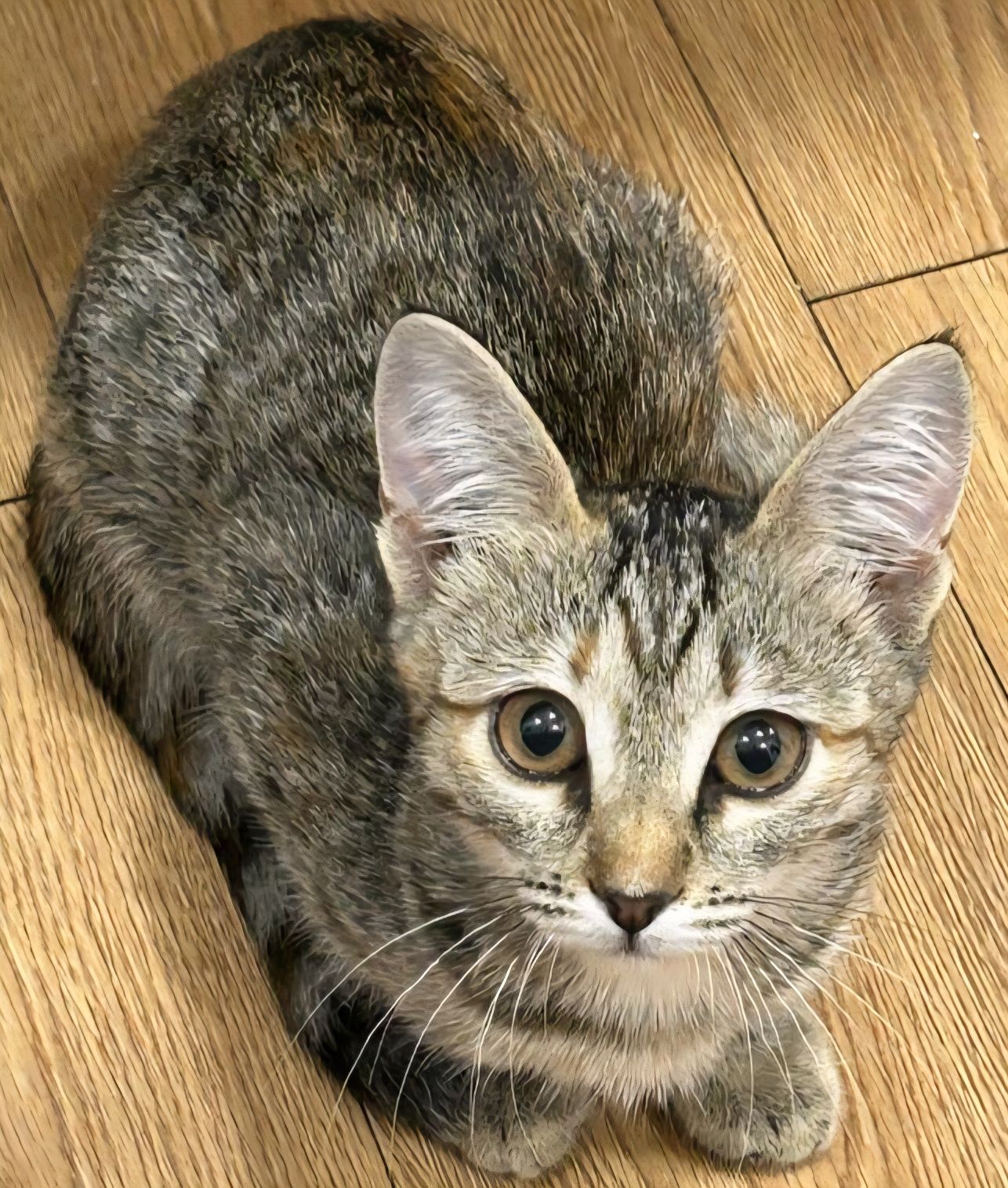 КОТЯТА ищут дом!