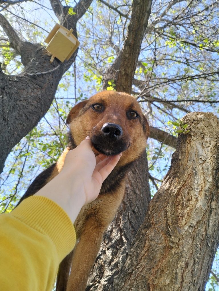Собачки в добрые руки