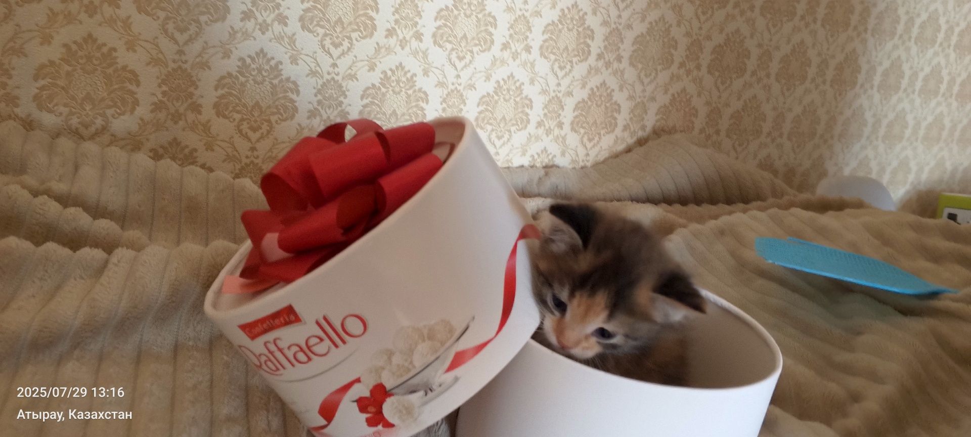 Котик и кошечка.