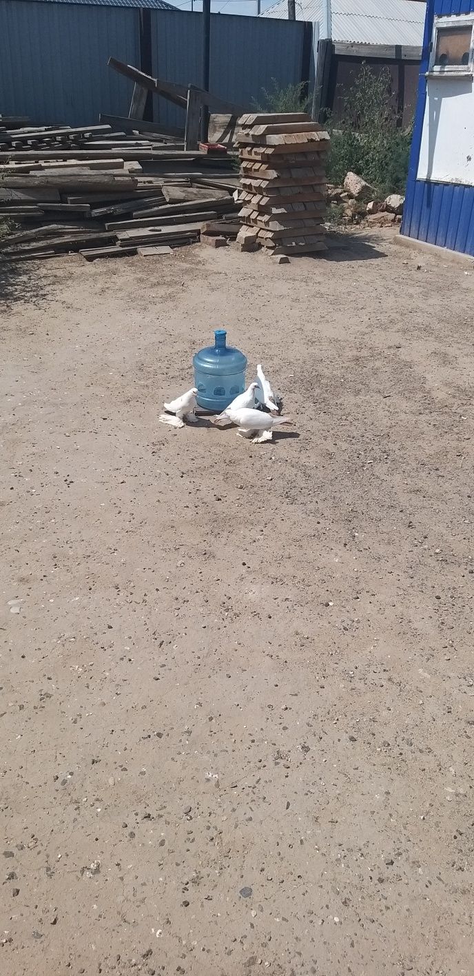 Голуби разные,лётные,бойные