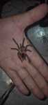 Самка Pamphobeteus platyomma