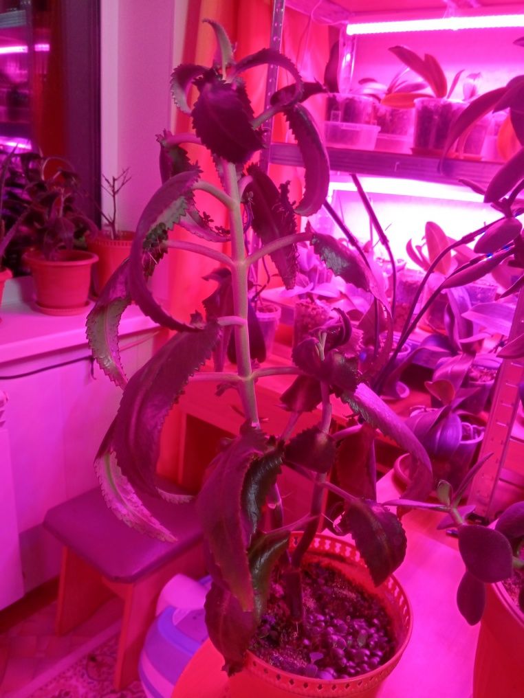 Продам цветы домашние комнатные и офисные.