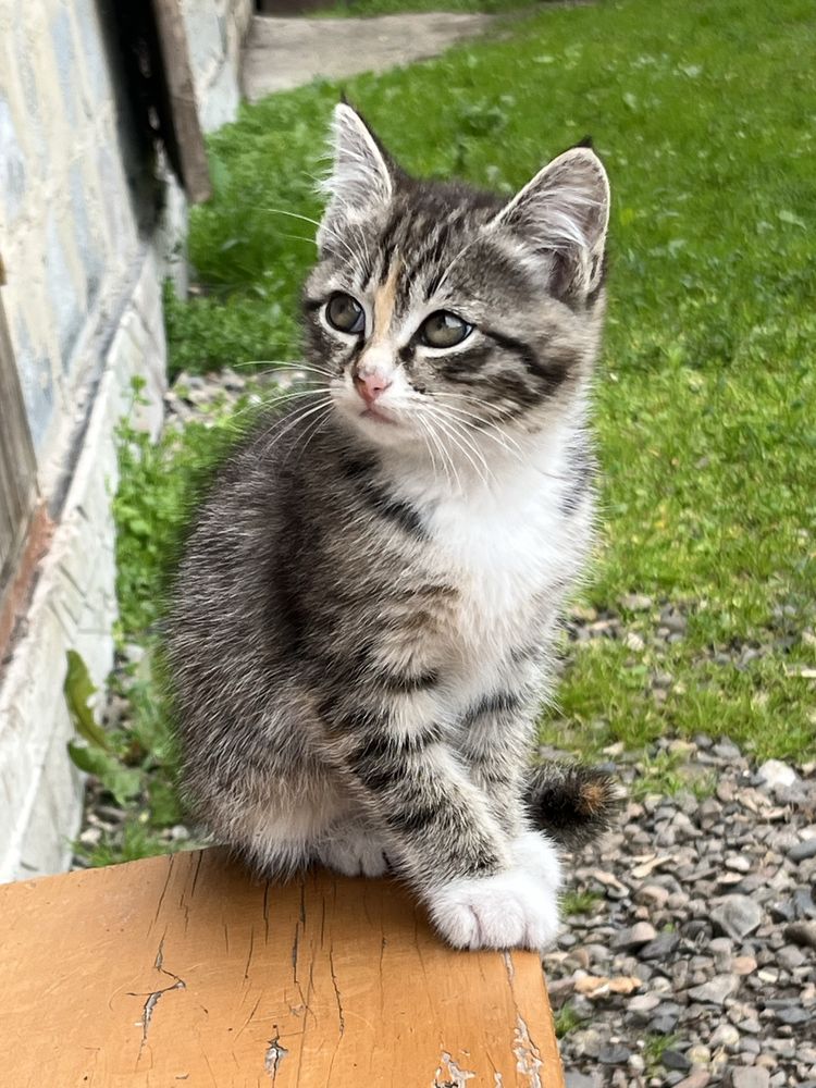 Котенок в добрые руки