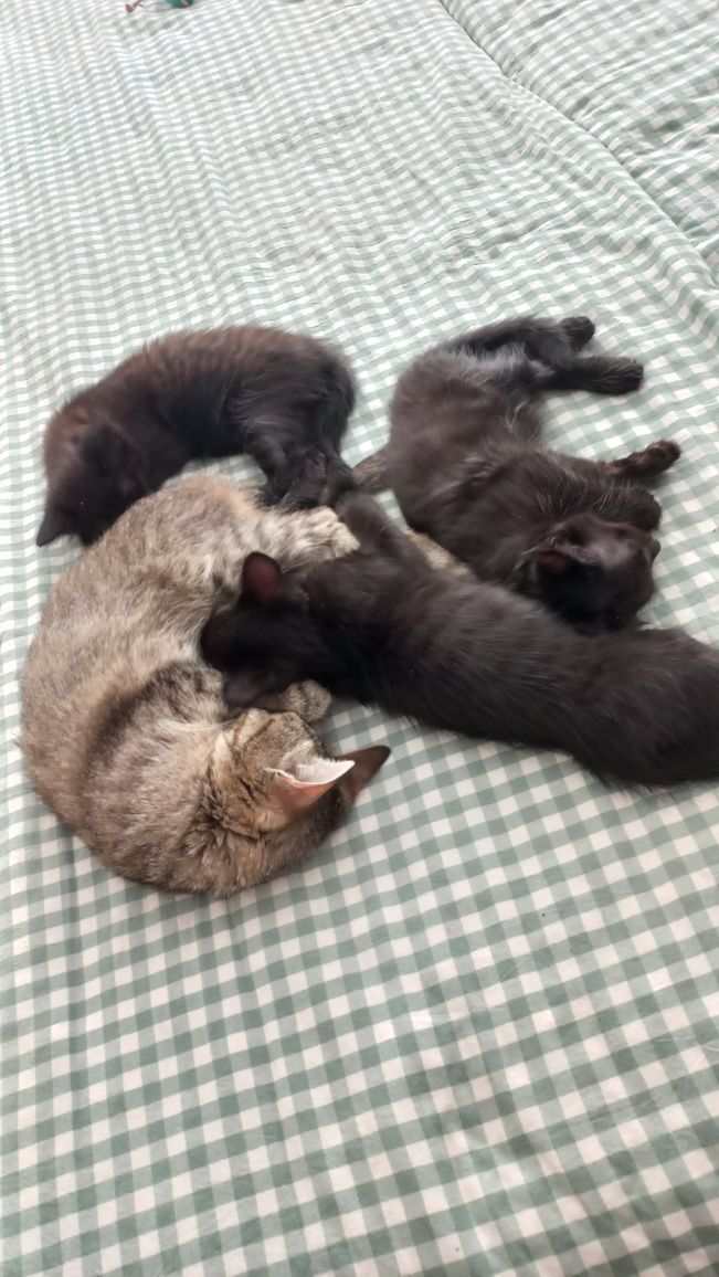 Отдам котят в добрые надёжные руки, 2 девочки один мальчик,