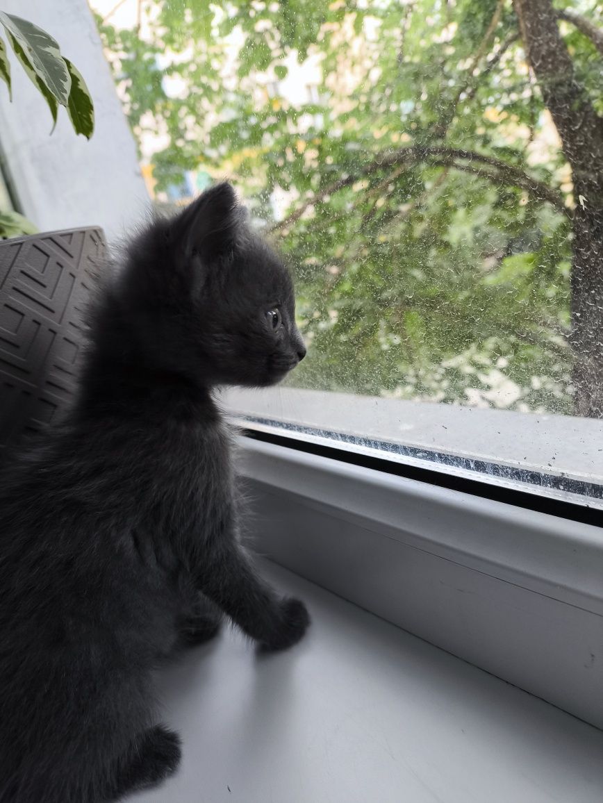 Срочно отдам котенка