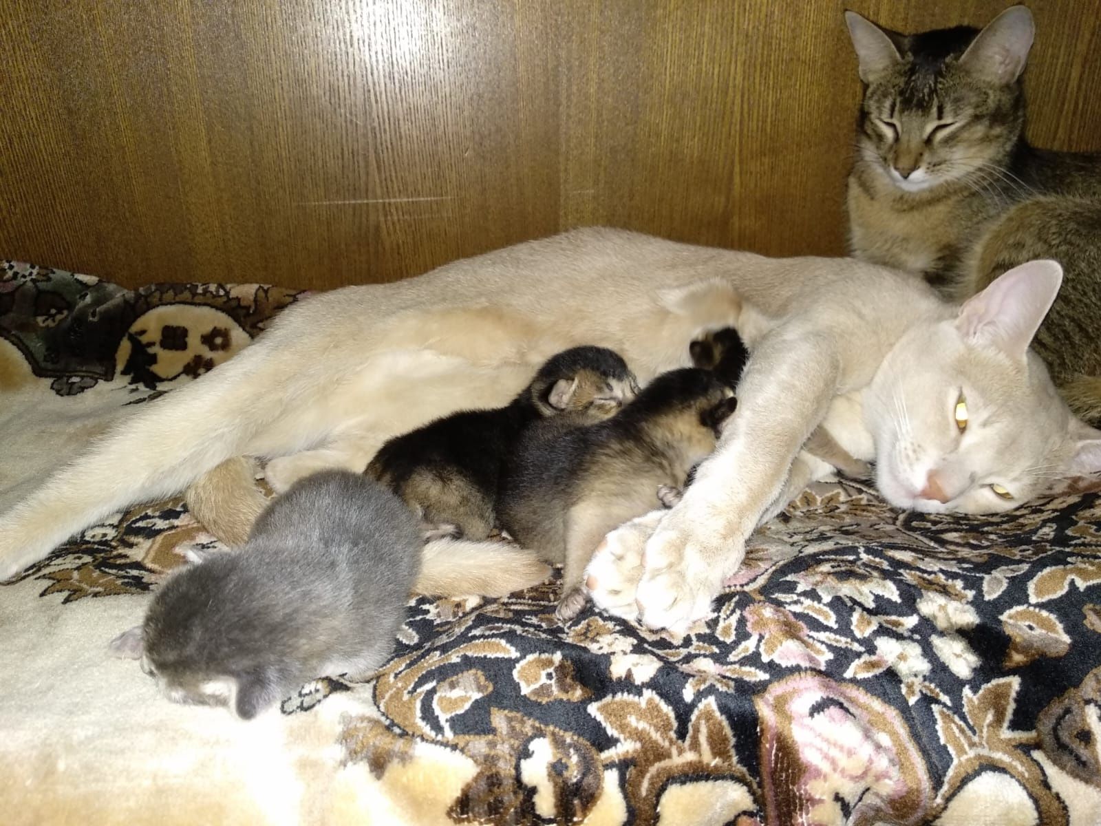 Котята чаузи и абиссинчики лучшие друзья детям