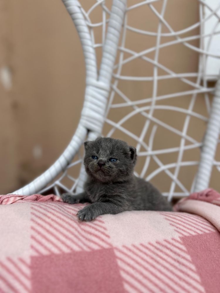 Котята британские