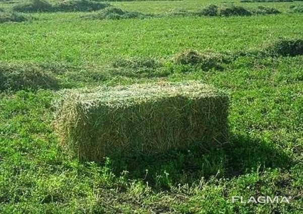 Продам сено люцерна жонышка