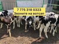 Б'ы'ч'к'и телят'а белоголовые герефорд окшмищ