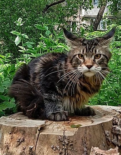 Подрощеные котята Мейн Кун. Питомник  "Fluffy Tale"