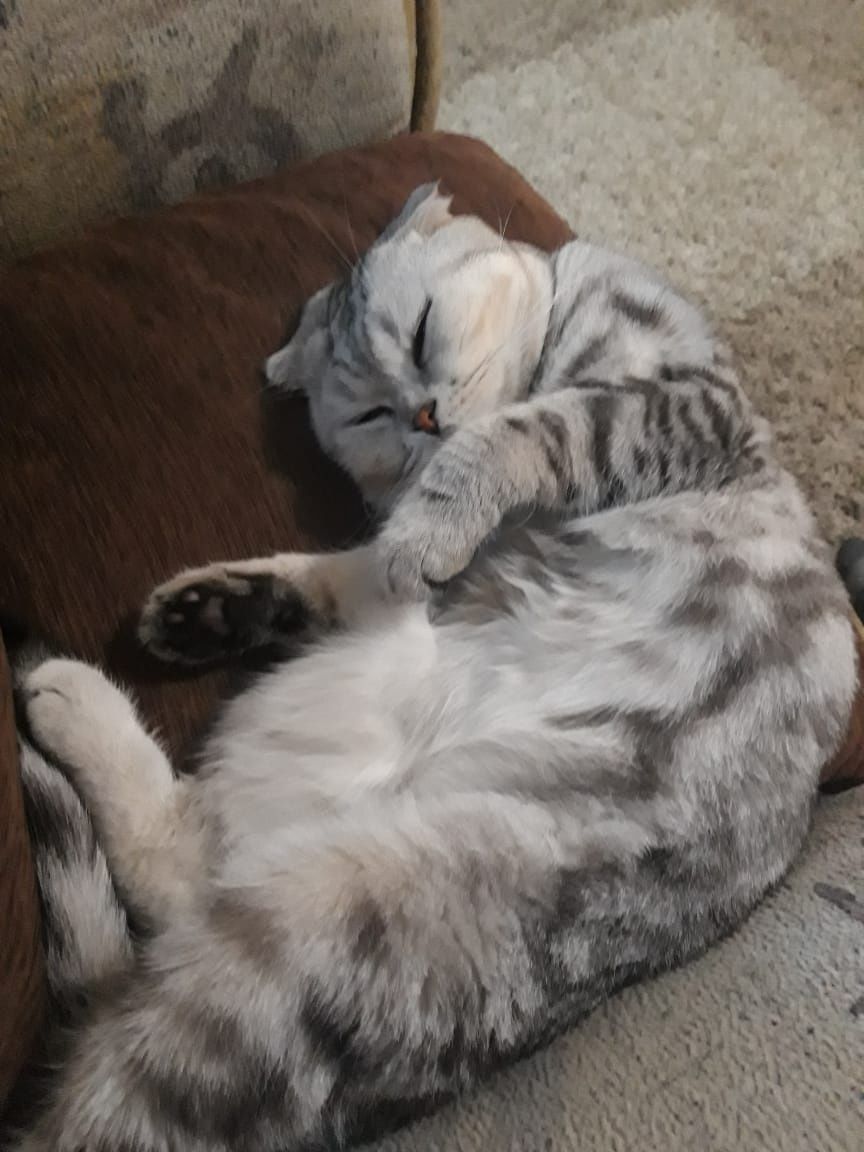 Скоттиш фолд для вязки