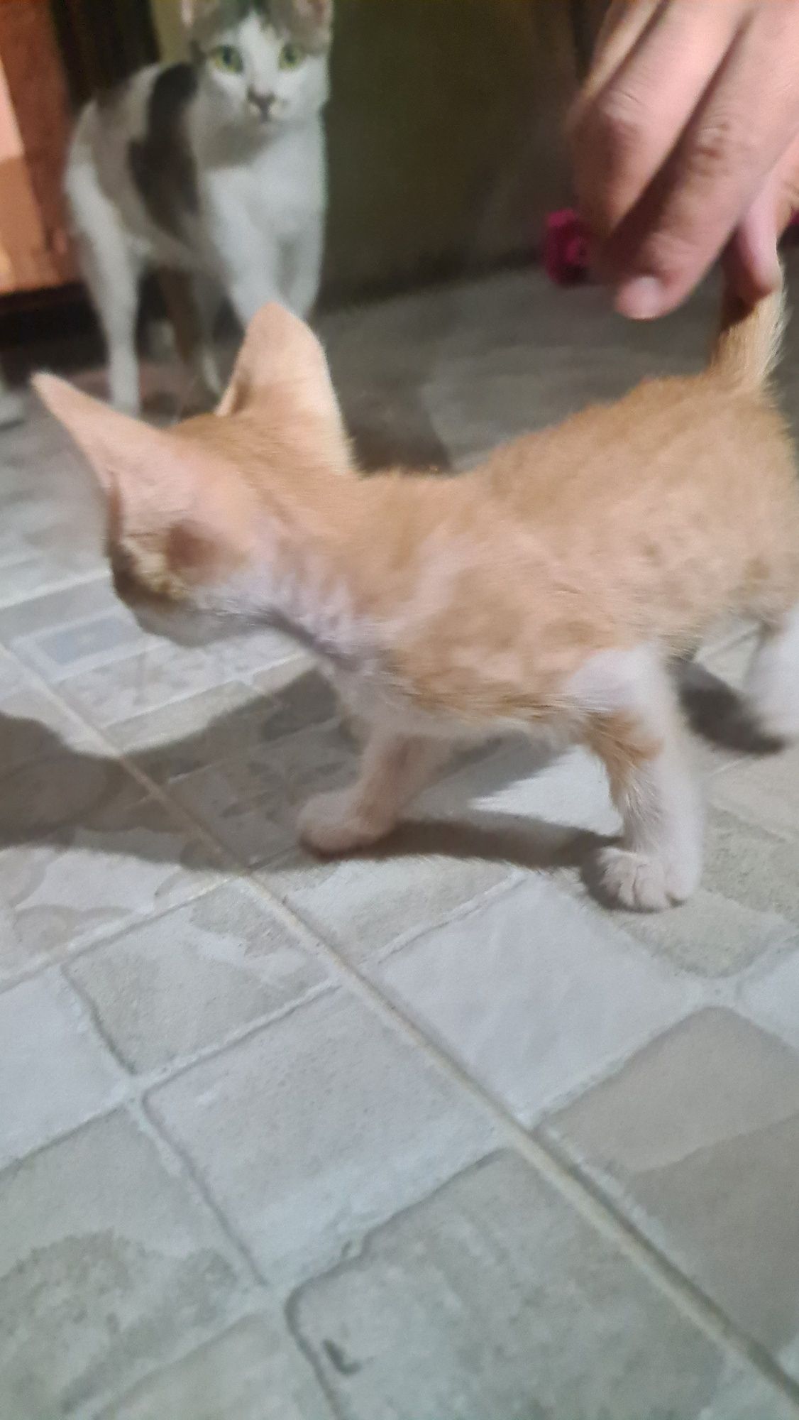 Котёнок рыжий мальчик